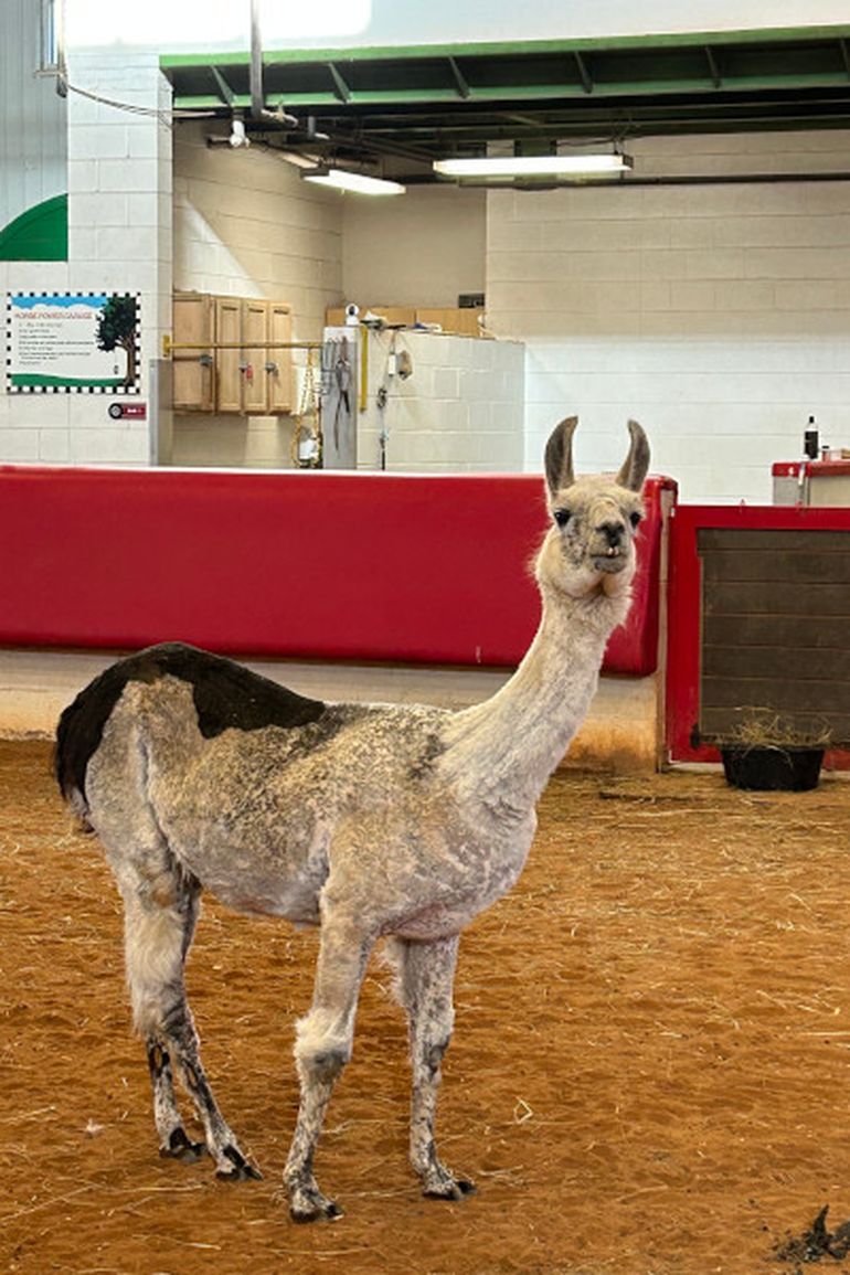 La llama Witetop se convirtió en la más longeva de su especie en cautiverio tras cumplir 27 años y 250 días. La llama Witetop se convirtió en la más longeva de su especie en cautiverio tras cumplir 27 años y 250 días.