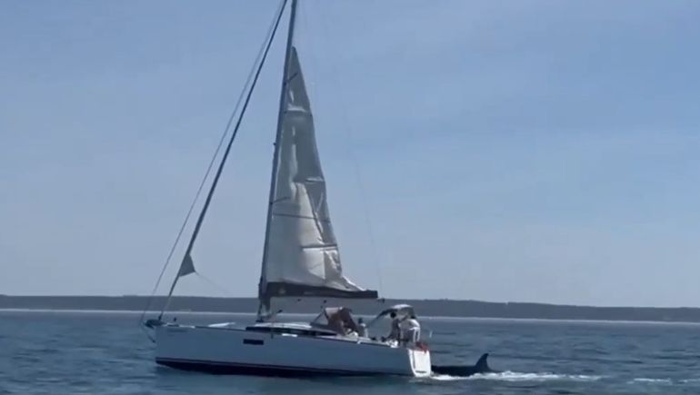 Orcas hundieron un velero en Portugal: un experto dice que solo estaban jugando