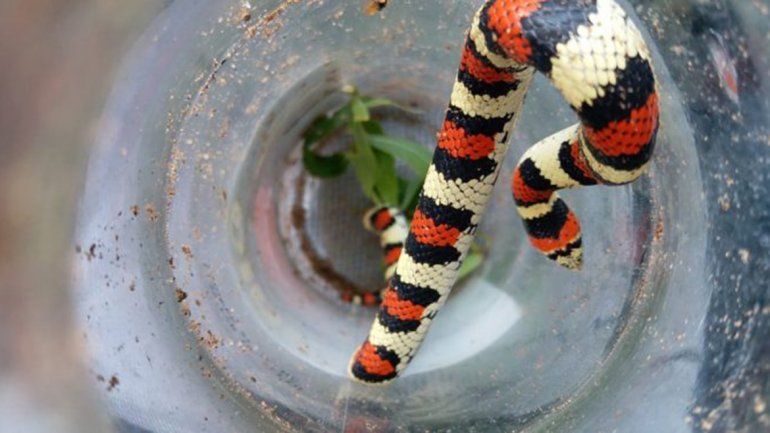 Susto por una serpiente falsa coral que apareció en una casa