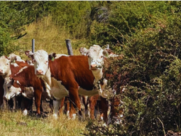 La gira propuso cuatro días intensos de recorridas técnicas por establecimientos emblemáticos de la región. La gira propuso cuatro días intensos de recorridas técnicas por establecimientos emblemáticos de la región.