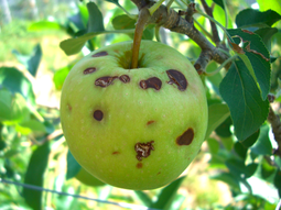 granizo: pagaron mas de 35 millones de resarcimiento por danos granizo: pagaron mas de 35 millones de resarcimiento por danos