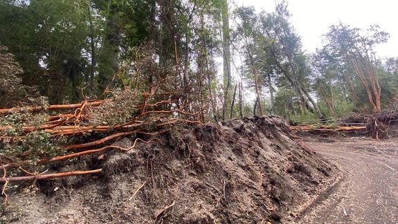 Obligan a infractores a reforestar con 57 especies nativas el desmonte de 15 arrayanes