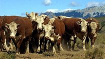 Los ganaderos de la Patagonia, a la espera de definiciones por parte del SENASA.
