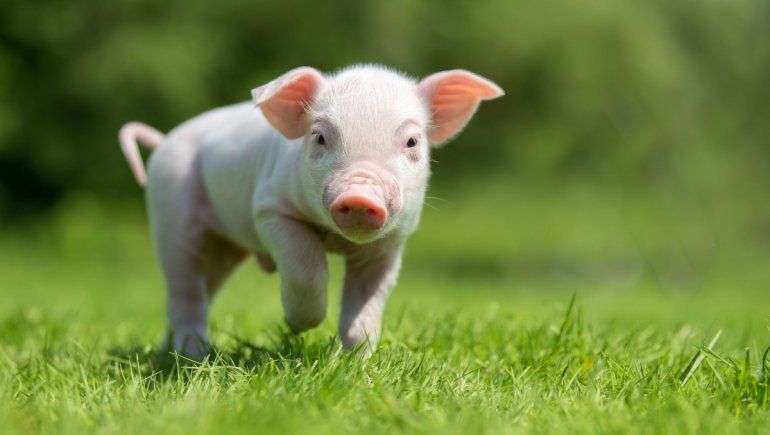 Tierno puerquito cree que es un ganso y cautiva en TikTok