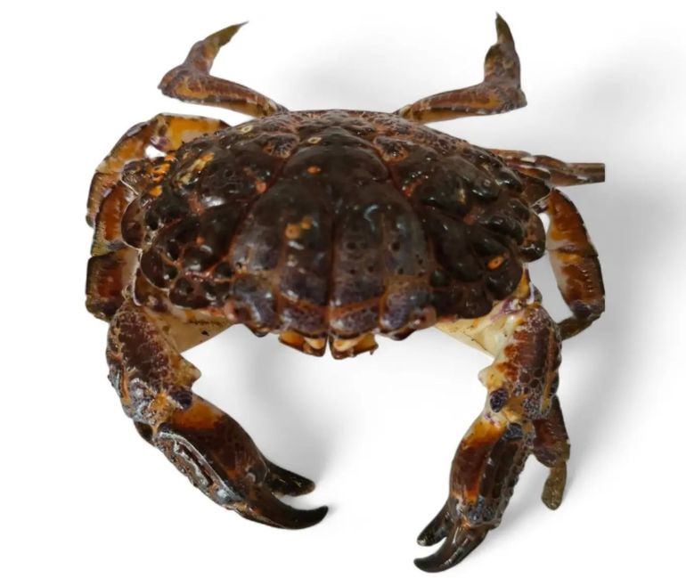 El alimento que habría provocado la intoxicación es el denominado “cangrejo diablo”, altamente tóxico. El alimento que habría provocado la intoxicación es el denominado “cangrejo diablo”, altamente tóxico.