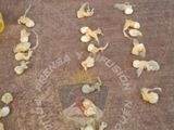 El narco de San Martín de los Andes estiraba la cocaína con bicarbonato de sodio.