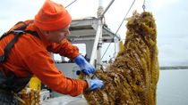 Así es la cosecha de algas en Santa Cruz. Así es la cosecha de algas en Santa Cruz.