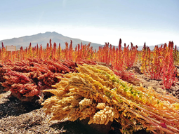 El ciclo productivo en la zona se extiende generalmente desde noviembre hasta marzo El ciclo productivo en la zona se extiende generalmente desde noviembre hasta marzo