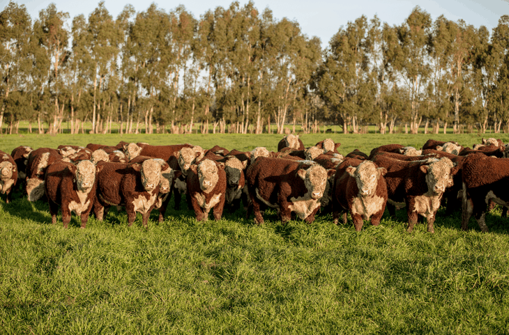 La calidad de la hacienda argentina tiene un reconocimiento internacional.