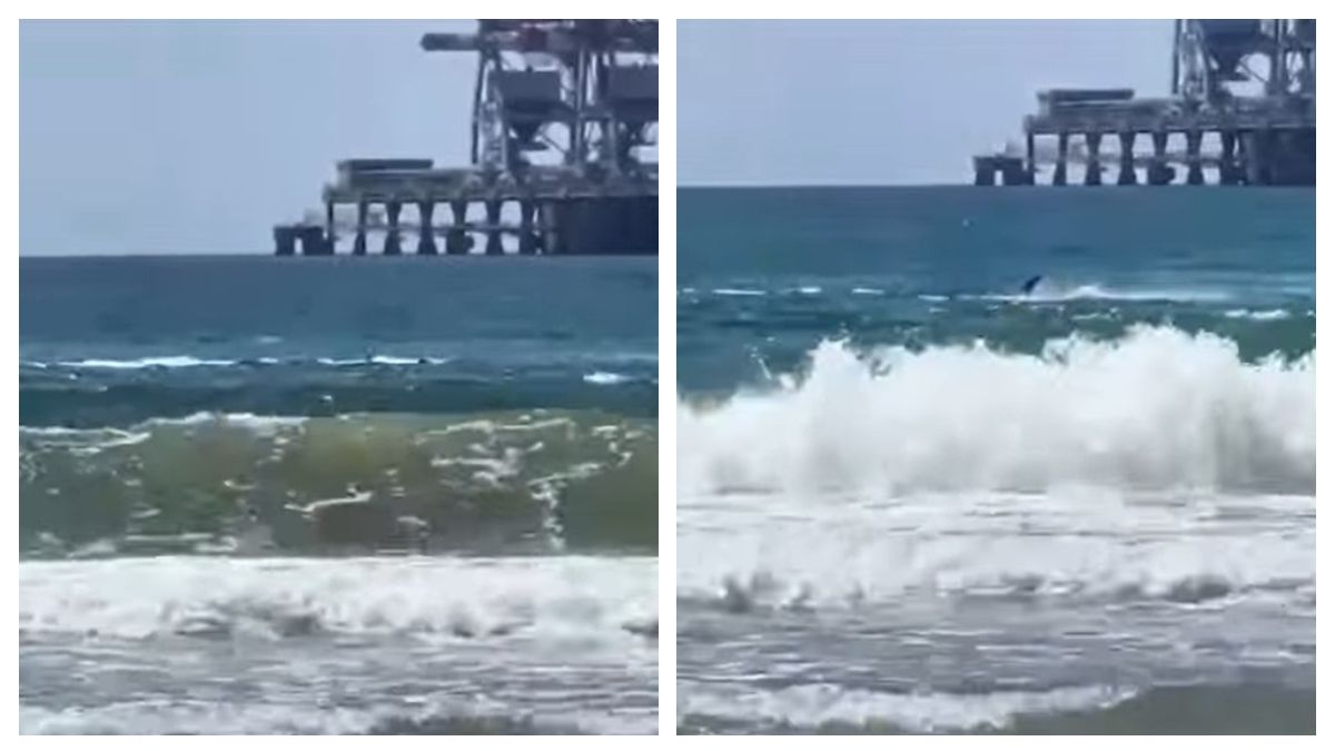 Ingresó al mar en un lugar prohibido y fue devorado por un tiburón ...