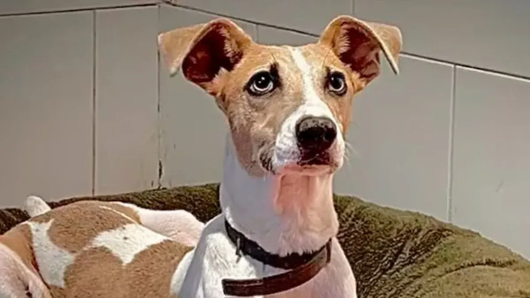 Así luce Arturo, el perro de Gran Hermano, a dos años de su adopción