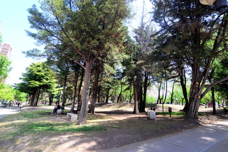 Este año se plantaron más de 8700 árboles nuevos en la ciudad