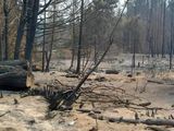Incendio subterráneo en El Bolsón: hallan veta de carbón de hace millones de años