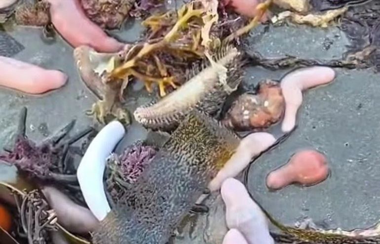 Una de las fotos de peces pene que circularon luego de la ciclogénesis que alteró las mareas y generó fuerte oleaje en las costas de Chubut. Una de las fotos de peces pene que circularon luego de la ciclogénesis que alteró las mareas y generó fuerte oleaje en las costas de Chubut.