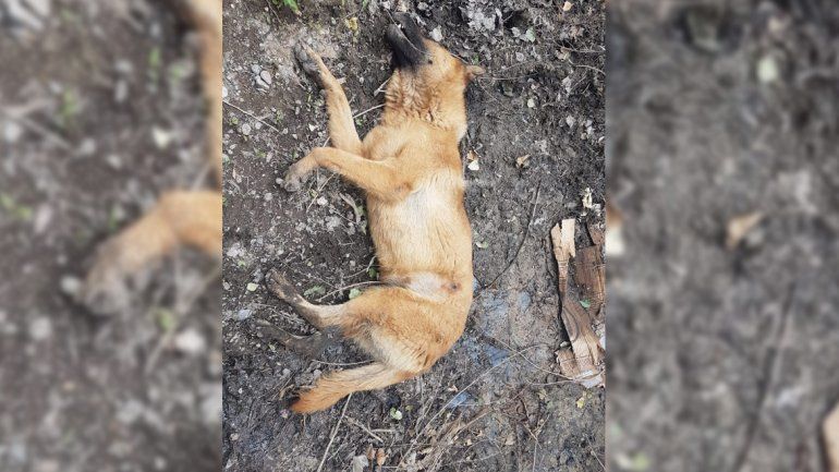 Tristeza: encontraron muerta a su perra, con un disparo en el estómago