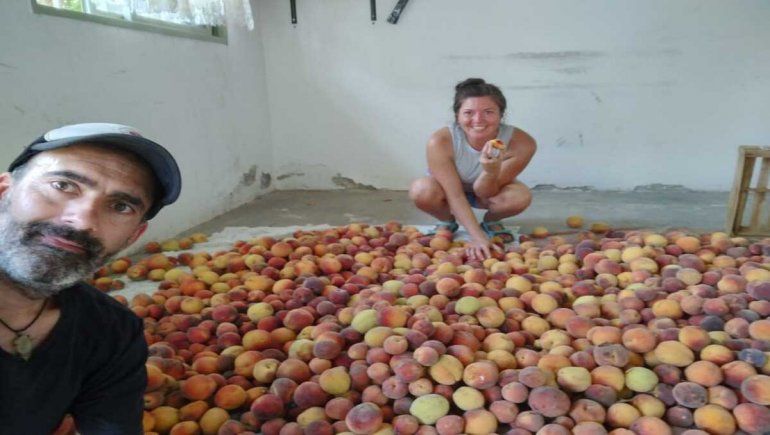 Un concejal de Plottier cosecha duraznos para darle a los vecinos