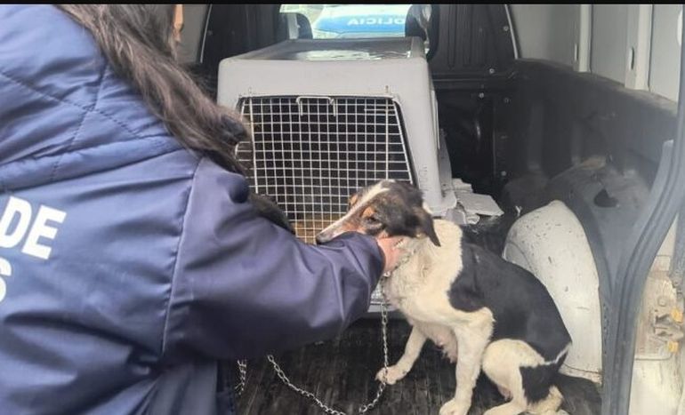 Chubut: perros maltratados en Trevelin. Chubut: perros maltratados en Trevelin.