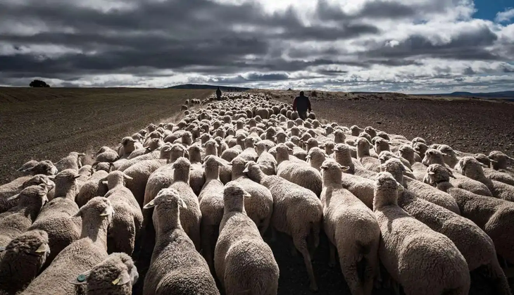 El desarrollo de la cadena ovina en Uruguay muestra oportunidades a&uacute;n desaprovechadas en Argentina.