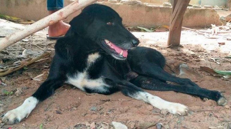 Tailandia: perro discapacitado salvó a un bebé