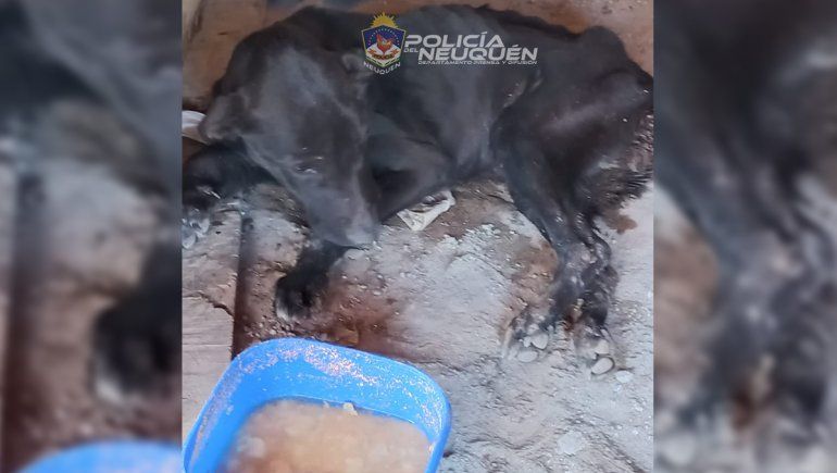 Tras un allanamiento, rescataron a un perro maltratado
