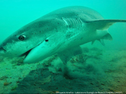 El tiburón gatopardo. El tiburón gatopardo.