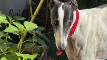 La galga que fue rescatada por la policía de Chubut en un control de rutina en la ruta: venían con dos ovejas y un cordero robados, y la perra en el baúl. La galga que fue rescatada por la policía de Chubut en un control de rutina en la ruta: venían con dos ovejas y un cordero robados, y la perra en el baúl.