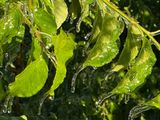 Cayó una helada suave que tendrá efecto en la calidad de la fruta