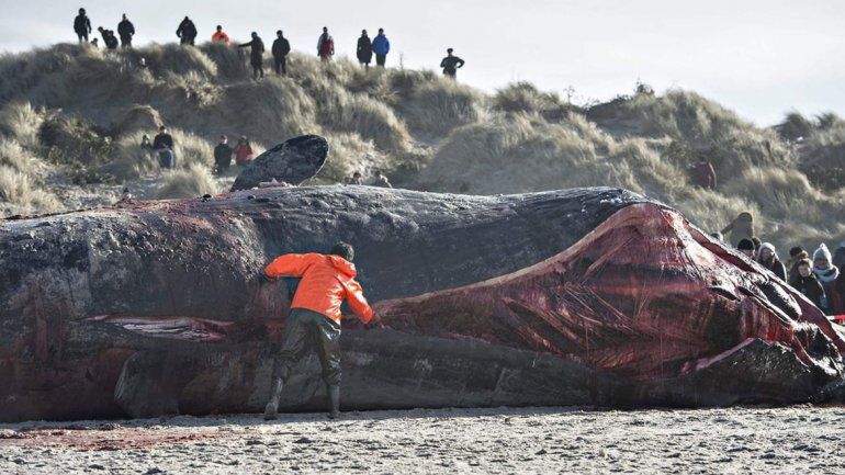 Hallan a una ballena con 6 kilos de plástico en su estómago