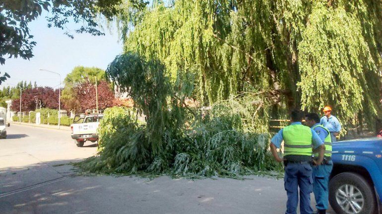 La caída de algunas ramas