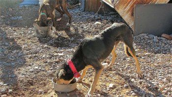 castigaron a un cazador por maltrato de animales castigaron a un cazador por maltrato de animales