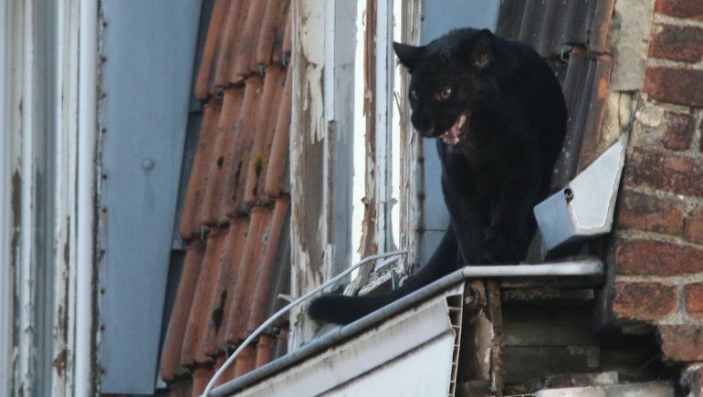 Se le escapó una pantera negra a un capo mafioso
