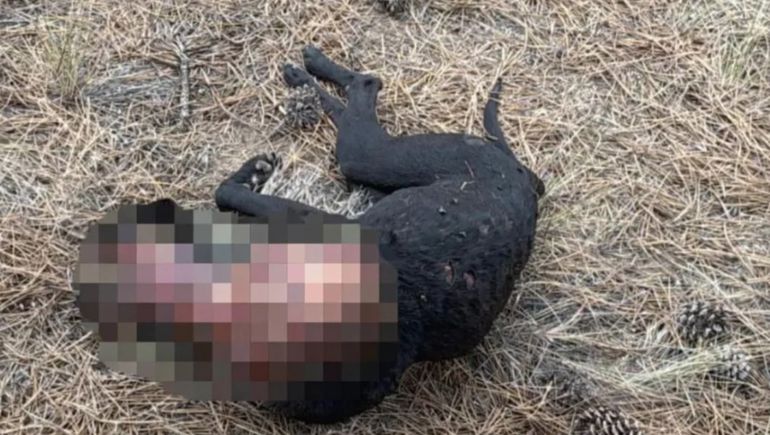 Un caso macabro de maltrato animal en Esquel.