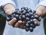 Los volúmenes exportados de vinos también se desplomaron. Los valores, para arriba.