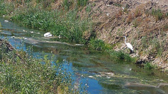 Una postal de la contaminación: la garza blanca en el canal mugriento
