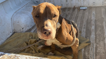 Una perra fue rescatada este viernes en Cipolletti, tras una denuncia por maltrato animal. | LM Neuquen Una perra fue rescatada este viernes en Cipolletti, tras una denuncia por maltrato animal.