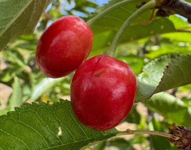 Las primeras producciones previo a la cosecha. Todo un hito para la fruticultura argentina. Las primeras producciones previo a la cosecha. Todo un hito para la fruticultura argentina.