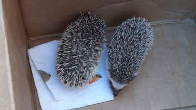 La detuvieron por vender erizos a través de Facebook