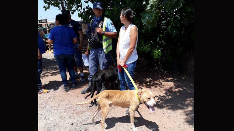Rescataron tres perros desnutridos, uno murió y el resto está en adopción
