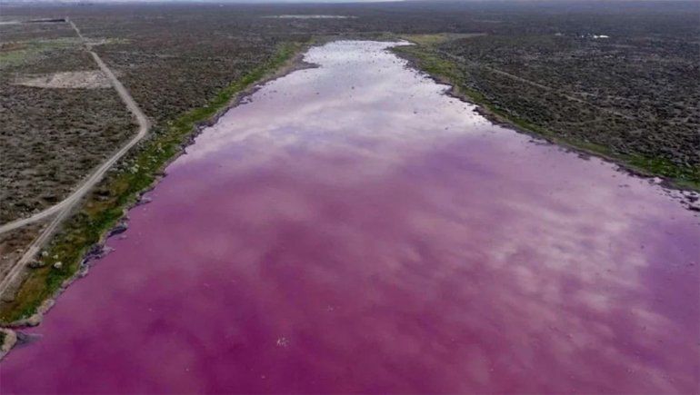 Trelew: una laguna se tiñó de rosa por desechos de industrias pesqueras
