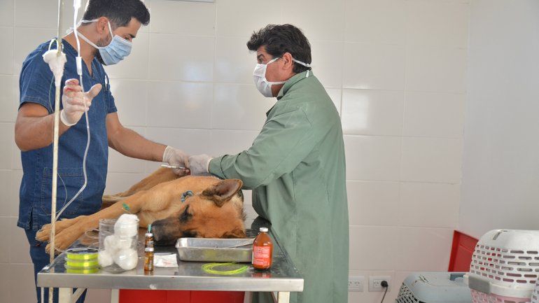 Darán turnos semanales para las castraciones