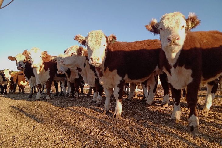 Productores podrán descontar cheques y pagarés utilizando ganado y flujo comercial futuro como respaldo para financiar invernada, insumos e infraestructura. Productores podrán descontar cheques y pagarés utilizando ganado y flujo comercial futuro como respaldo para financiar invernada, insumos e infraestructura.
