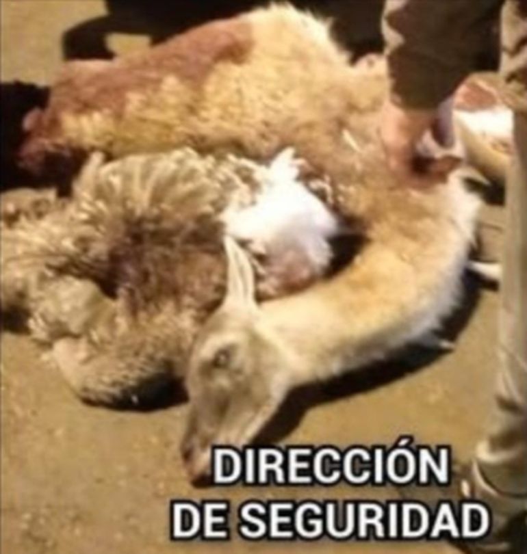 Cuando descubrieron la carga ilegal en la camioneta, los policías dieron intervención a Seguridad Rural. Cuando descubrieron la carga ilegal en la camioneta, los policías dieron intervención a Seguridad Rural. 