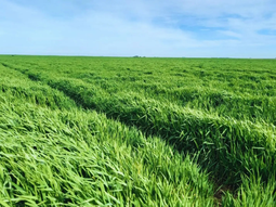 como es la rendidora variedad de cebada forrajera del inta como es la rendidora variedad de cebada forrajera del inta