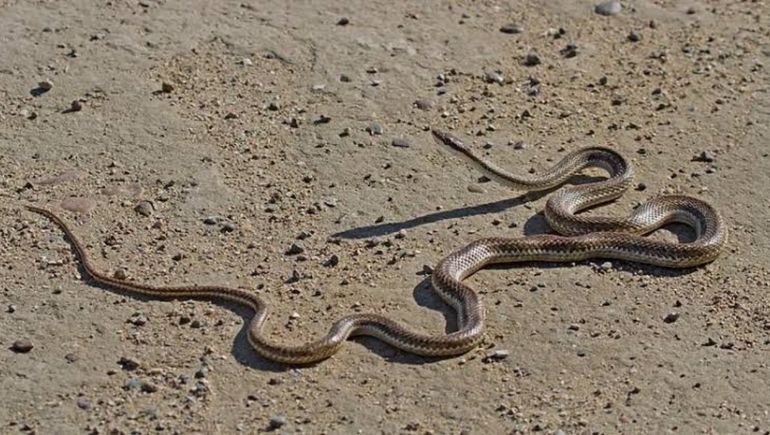 Las serpientes aparecieron cerca de la playa de Puerto Madyn y en barrios periféricos.