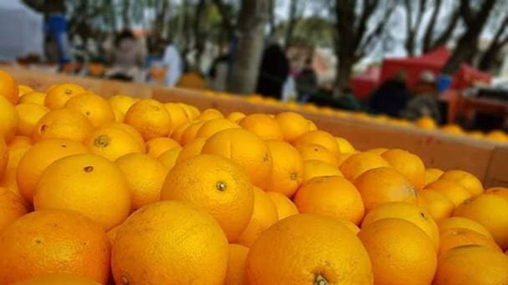 El informe muestra c&oacute;mo las naranjas mantienen el liderazgo mundial, pese al r&aacute;pido avance de mandarinas y limones en el comercio global.
