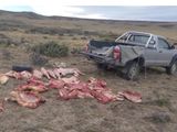 El sospechoso detenido por la Policía Rural de Santa Cruz cerca de Gobernador Gregores tenía más de 30 piezas bovinas que, aparentemente, acababa de faenar.