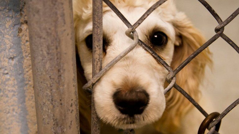 Abuso animal: ¿cuáles son las penas para los violentos?