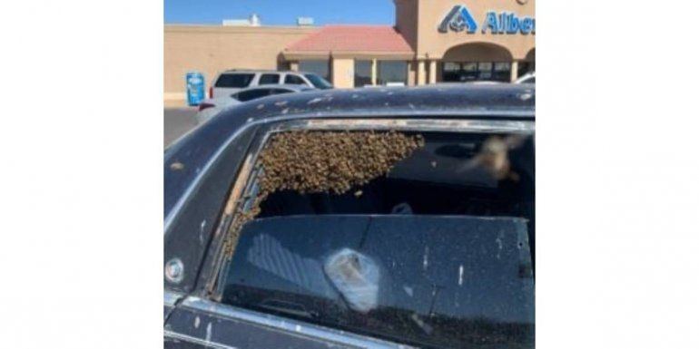 Facebook: abrió su auto y se encontró con un enjambre de abejas