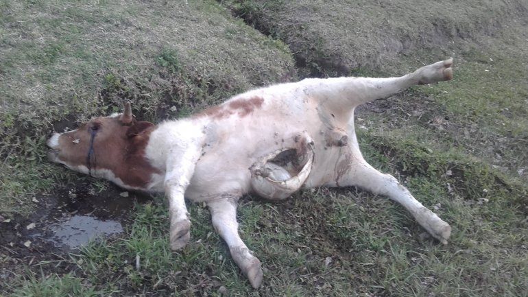 Los cuatro animales aparecieron muertos luego de que su dueño las moviera a un sector de la chacra lindante con la del vecino