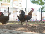 La problemática es que las gallinas arraigaron, pusieron huevos, aumentando su población.